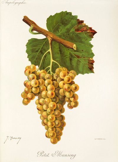 Winogrona Petit Manseng J.Troncy autorstwa Jules Troncy