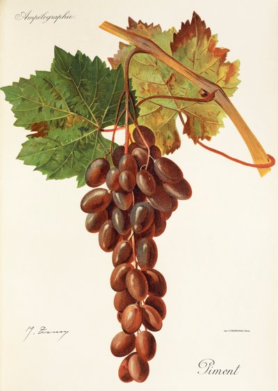 Winogrono pimentowe J.Troncy autorstwa Jules Troncy