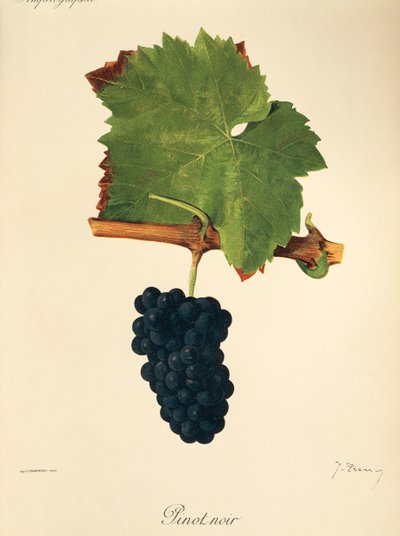 Winogrono Pinot Noir J.Troncy autorstwa Jules Troncy