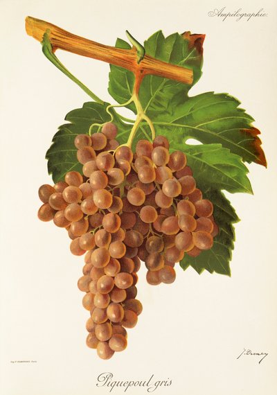 Winogrono Piquepoul Gris J.Troncy autorstwa Jules Troncy