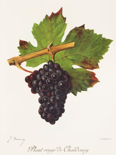 Roślina winogron Rouge de Chaudenay J.Troncy autorstwa Jules Troncy