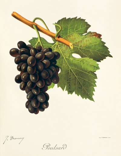 Winogrona Poulsard J.Troncy autorstwa Jules Troncy