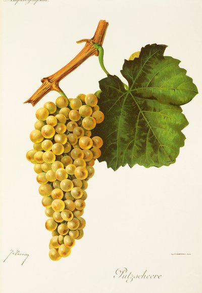 Winogrona Putzscheere J.Troncy autorstwa Jules Troncy
