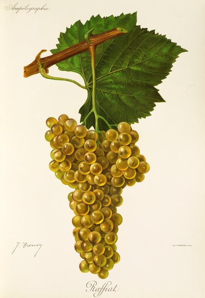 Winogrona Raffiat J.Troncy autorstwa Jules Troncy