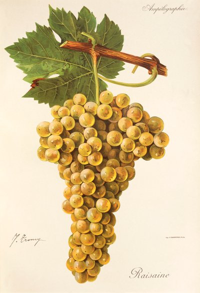 Winogrona rodzynkowe J.Troncy autorstwa Jules Troncy