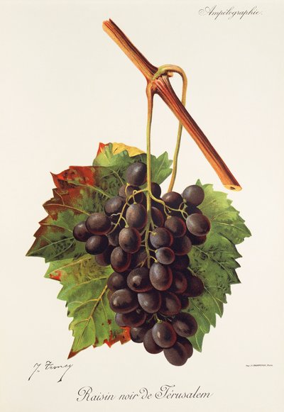 Czarne winogrono z jerozolimskich winogron J.Troncy autorstwa Jules Troncy