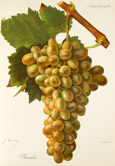 Winogrona Rosaki J.Troncy autorstwa Jules Troncy