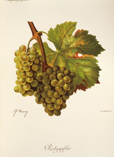 Winogrona Rotgipfter J.Troncy autorstwa Jules Troncy