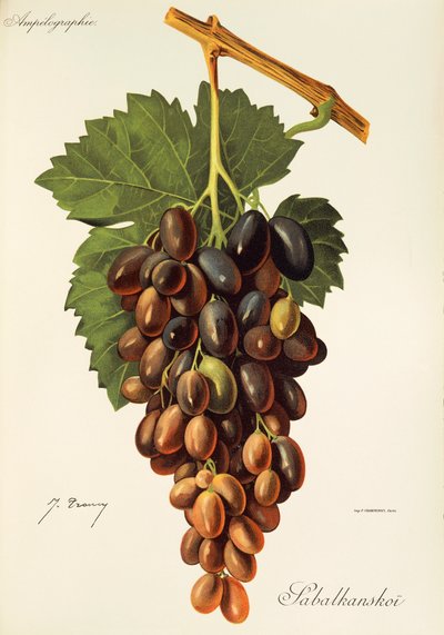 Winogrona Sabalkanskoi J.Troncy autorstwa Jules Troncy