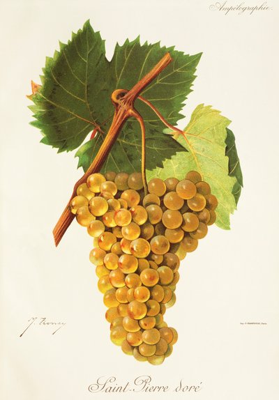Winogrona Saint-Pierre Dore” J.Troncy autorstwa Jules Troncy