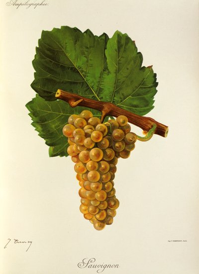 Winogrona Sauvignon J.Troncy autorstwa Jules Troncy