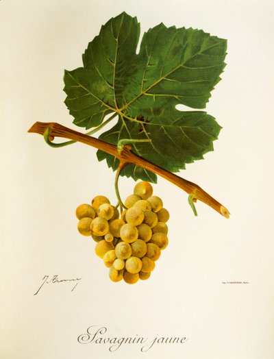 Winogrona Savagnin Jaune J.Troncy autorstwa Jules Troncy