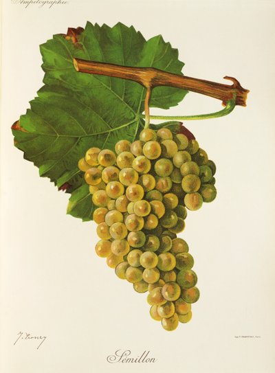 Winogrona Semillon J.Troncy autorstwa Jules Troncy