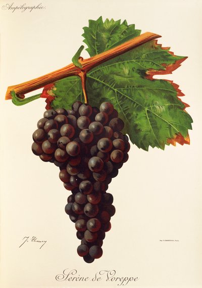 Serene de Voreppe winogron J.Troncy autorstwa Jules Troncy