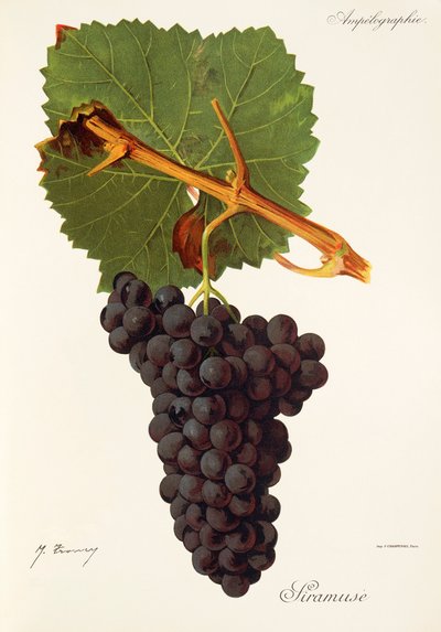 Winogrona Siramuse J.Troncy autorstwa Jules Troncy