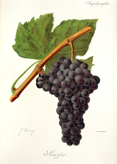 Winogrona Souzao J.Troncy autorstwa Jules Troncy