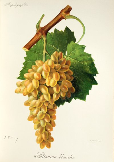 Winogrona Sultanina Blanche J.Troncy autorstwa Jules Troncy