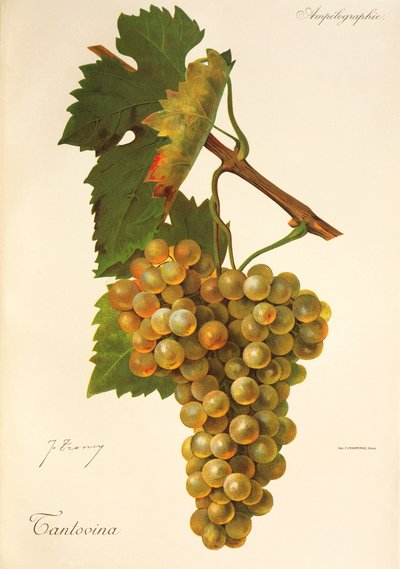 Winogrona Tantovina J.Troncy autorstwa Jules Troncy