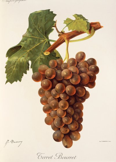 Winogrona Terret Bourret J.Troncy autorstwa Jules Troncy