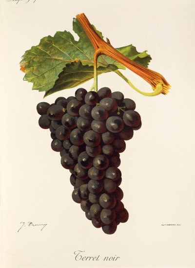 Winogrono Terret Noir J.Troncy autorstwa Jules Troncy