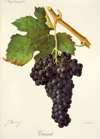 Winogrona Tressot autorstwa J.Troncy autorstwa Jules Troncy