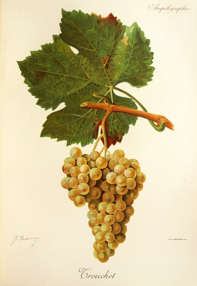 Trouchet winogron J.Troncy autorstwa Jules Troncy
