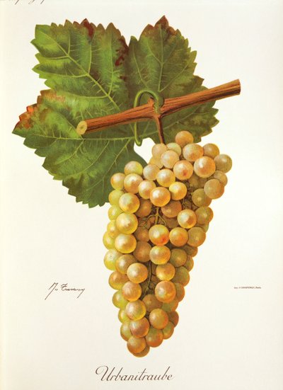 Winogrona Urbanitraube J.Troncy autorstwa Jules Troncy
