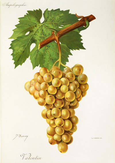 Winogrona Valentin J.Troncy autorstwa Jules Troncy