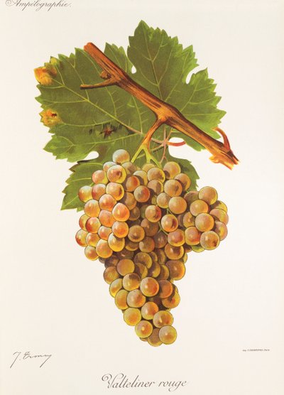 Winogrona Valteliner Rouge J.Troncy autorstwa Jules Troncy