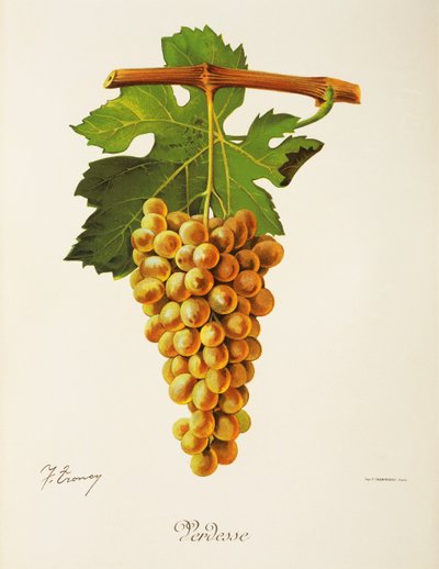 Winogrona Verdesse J.Troncy autorstwa Jules Troncy