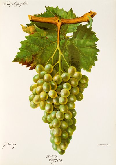 Winogrona Verjus J.Troncy autorstwa Jules Troncy