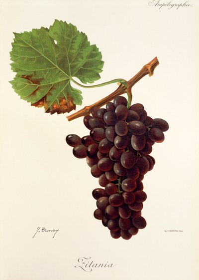 Winogrona Zitania J.Troncy autorstwa Jules Troncy