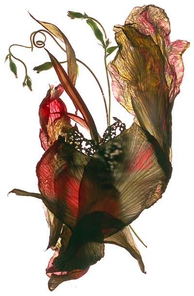 Morning Glory Canna Heart, 2012, (fotogram cyfrowy) autorstwa Julia McLemore