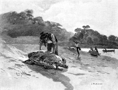 Łapanie żółwia, 1886. autorstwa Julian Ashton