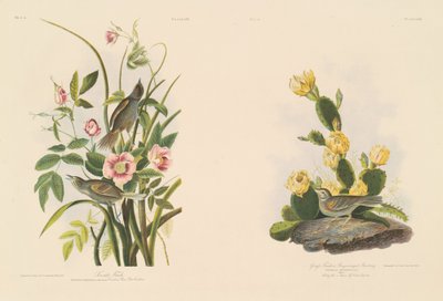 Dziwonia nadmorska; i Grafs Finch lub Bay-Winged Bunting autorstwa Julius Bien after John James Audubon