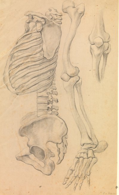 Kręgosłup z klatką piersiową i miednicą, profil w lewo; także kości lewej nogi od biodra do czubka palca i detal kolana. (1662?). autorstwa Karel van III Mander