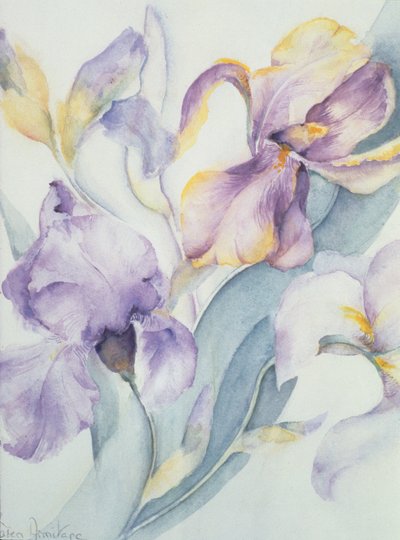 Mieszanka Iris, Ola Kale i Mary Todd autorstwa Karen Armitage