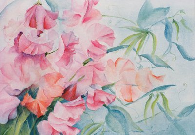 Lathyrus Odoratus, Groszek (poziomo) autorstwa Karen Armitage