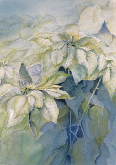 Biała poinsecja (pionowa) autorstwa Karen Armitage