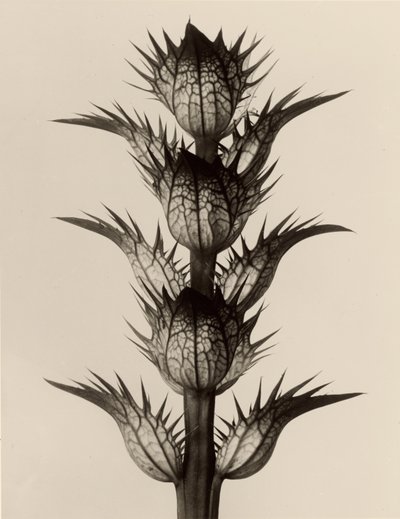 Acanthus mollis autorstwa Karl Blossfeldt