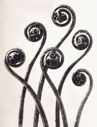 Adiantum Pedatum - amerykański miłorząb paproci, młode zwinięte liście powiększone osiem razy autorstwa Karl Blossfeldt