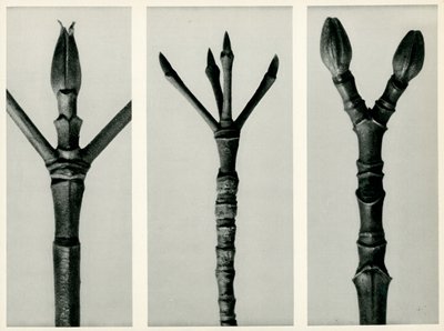 Cornus Nuttallii, 1929 (fotograwiura) autorstwa Karl Blossfeldt