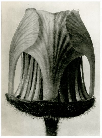 Rywal Geum. 1929 (fotograwiura) autorstwa Karl Blossfeldt