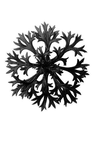 Oryginalne formy sztuki autorstwa Karl Blossfeldt