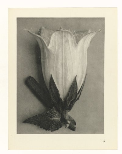 Badania roślin Archetypy sztuki: fotograficzne wizerunki roślin (tytuł serii) autorstwa Karl Blossfeldt