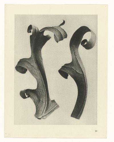 Badania roślin Archetypy sztuki: fotograficzne wizerunki roślin (tytuł serii) autorstwa Karl Blossfeldt