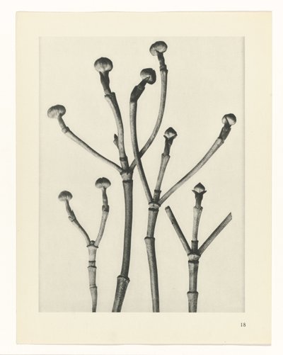 Badania roślin Archetypy sztuki: fotograficzne wizerunki roślin (tytuł serii) autorstwa Karl Blossfeldt