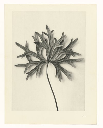 Badania roślin Archetypy sztuki: fotograficzne wizerunki roślin (tytuł serii) autorstwa Karl Blossfeldt