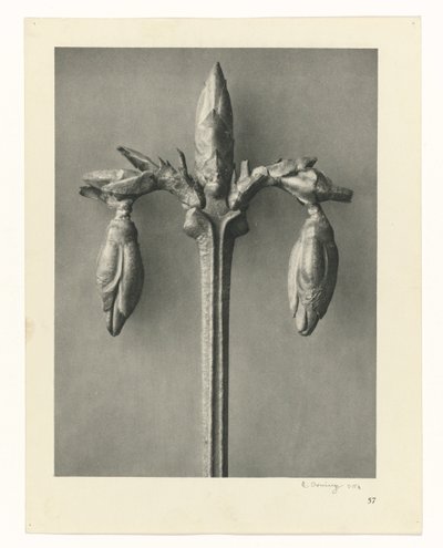 Badania roślin Archetypy sztuki: fotograficzne wizerunki roślin (tytuł serii) autorstwa Karl Blossfeldt