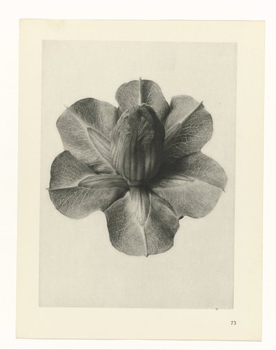 Badania roślin Archetypy sztuki: fotograficzne wizerunki roślin (tytuł serii) autorstwa Karl Blossfeldt